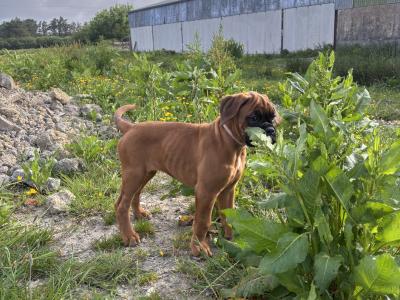 10 week old IKC Registered (pending) boxer puppies