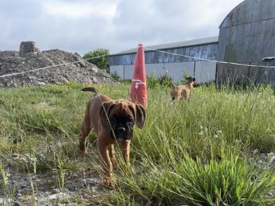 10 week old IKC Registered (pending) boxer puppies