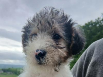 Wire Fox Terrier puppies in Clare