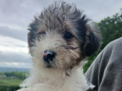 Wire Fox Terrier puppies in Clare