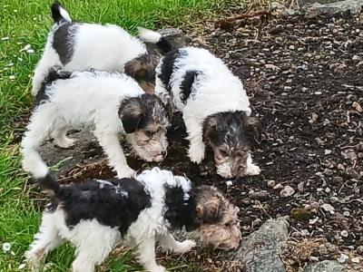 Wire Fox Terrier puppies in Clare