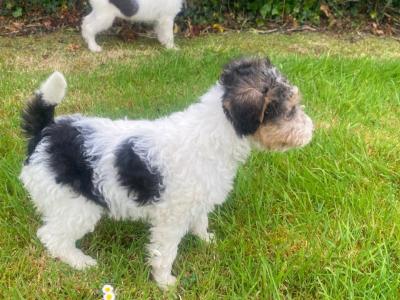 Wire Fox Terrier puppies in Clare