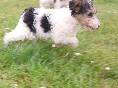 Wire Fox Terrier puppies in Clare