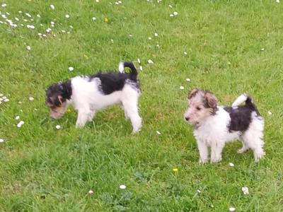 Wire Fox Terrier puppies in Clare