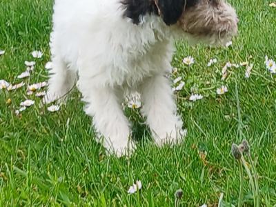 Wire Fox Terrier puppies in Clare