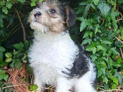 Wire Fox Terrier puppies in Clare