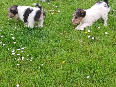 Wire Fox Terrier puppies in Clare