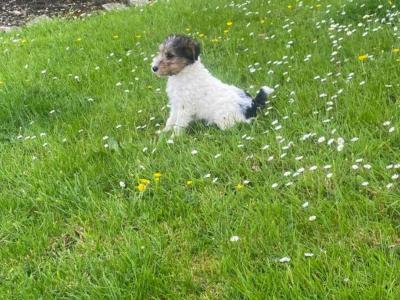 Wire Fox Terrier puppies in Clare