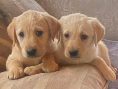 4 Gorgeous Goldador puppies (Golden Retriever x Labrador) for sale 🐶 in Kildare