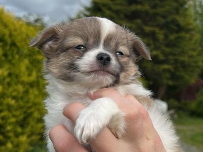 Two Purebred Long Haired Chihuahua puppies in Kerry