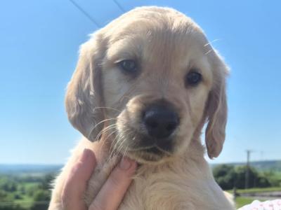 Golden Retrievers puppies in Laois