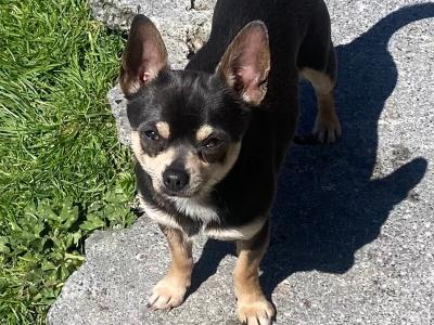 Max the Chihuahua