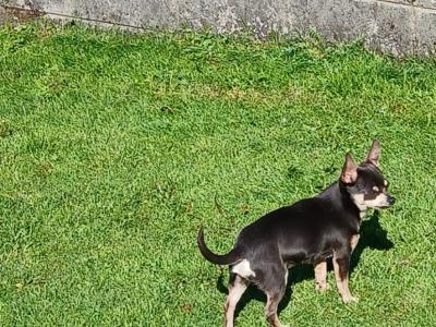 Max the Chihuahua