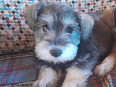 Miniature Schnauzer puppies for sale in Carlow