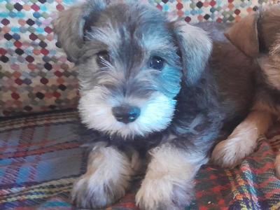 Miniature Schnauzer puppies for sale in Carlow