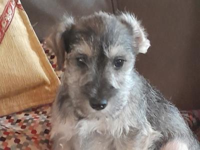 Miniature Schnauzer puppies for sale in Carlow