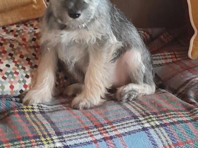 Miniature Schnauzer puppies for sale in Carlow