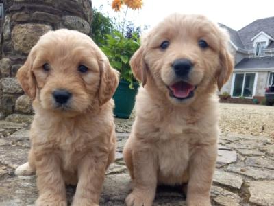 Fb1 Goldendoodle puppies in Wexford