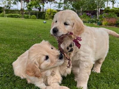 Beautiful IKC Registered (pending ) Golden Retriever puppies in Meath