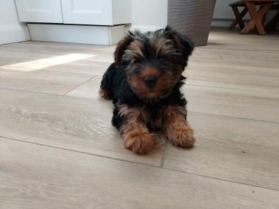 female Yorkshire Terrier puppies for sale in Co. Louth