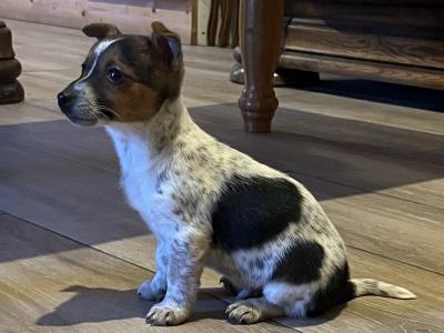 Jack Russell puppies in Roscommon