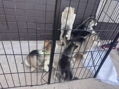 Siberian Husky puppies in Tyrone