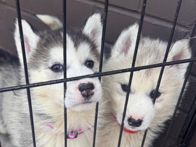 Siberian Husky puppies in Tyrone