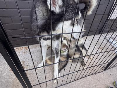 Siberian Husky puppies in Tyrone