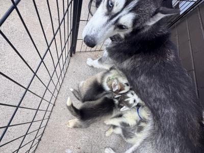Siberian Husky puppies in Tyrone
