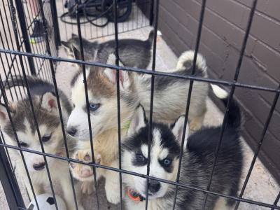 Siberian Husky puppies in Tyrone