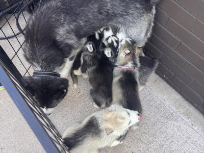 Siberian Husky puppies in Tyrone