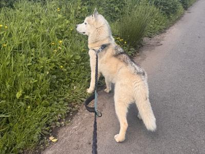 Siberian Husky puppies in Tyrone