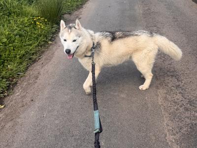 Siberian Husky puppies in Tyrone