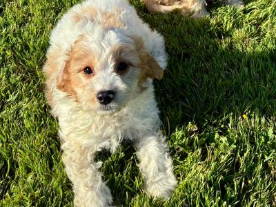 Beautiful Cavapoo puppies in Wexford