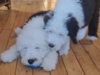 IKC Registered Old English Sheepdog puppies in Longford