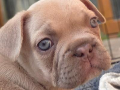 Beautiful male Champagne French Bulldog puppy in Meath
