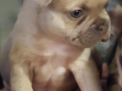 Beautiful male Champagne French Bulldog puppy in Meath