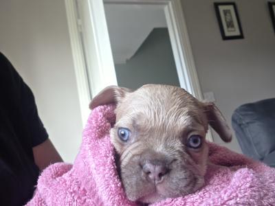 Beautiful male Champagne French Bulldog puppy in Meath