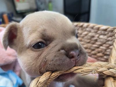 Beautiful male Champagne French Bulldog puppy in Meath