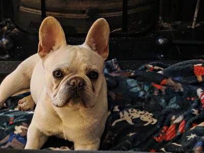 Beautiful male Champagne French Bulldog puppy in Meath
