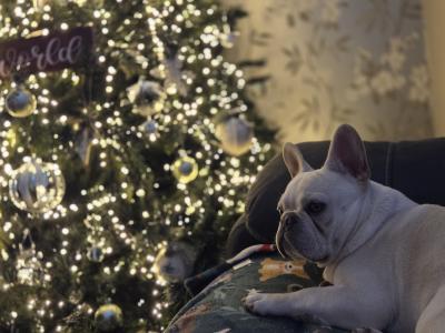Beautiful male Champagne French Bulldog puppy in Meath