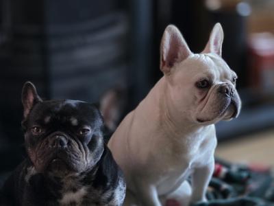 Beautiful male Champagne French Bulldog puppy in Meath