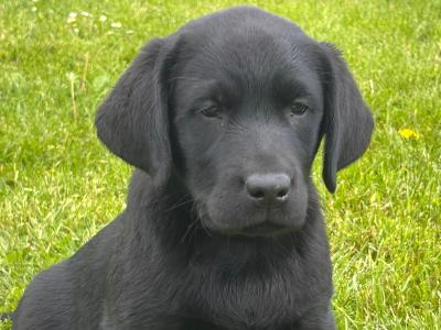 IKC Registered Black Labrador puppies in Tipperary