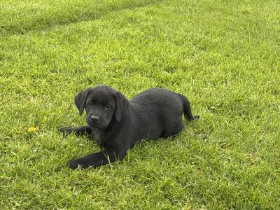 IKC Registered Black Labrador puppies in Tipperary