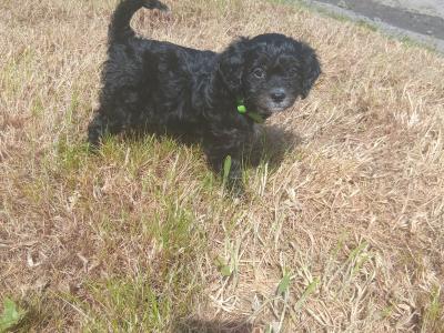 Gorgeous Cavapoo pups in Wexford