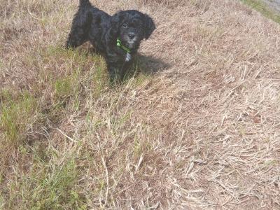 Gorgeous Cavapoo pups in Wexford