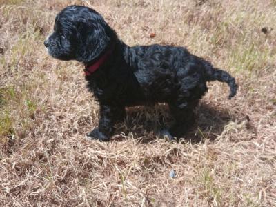 Gorgeous Cavapoo pups in Wexford