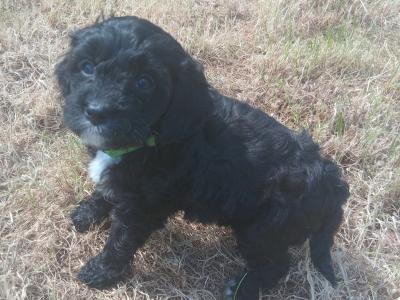 Gorgeous Cavapoo pups in Wexford