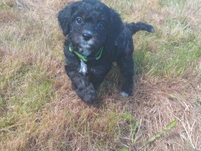 Gorgeous Cavapoo pups in Wexford