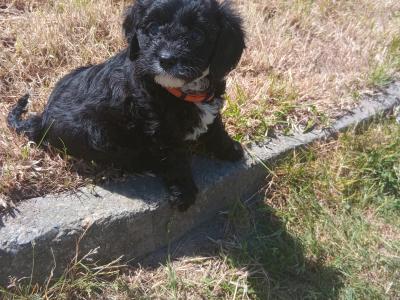 Gorgeous Cavapoo pups in Wexford